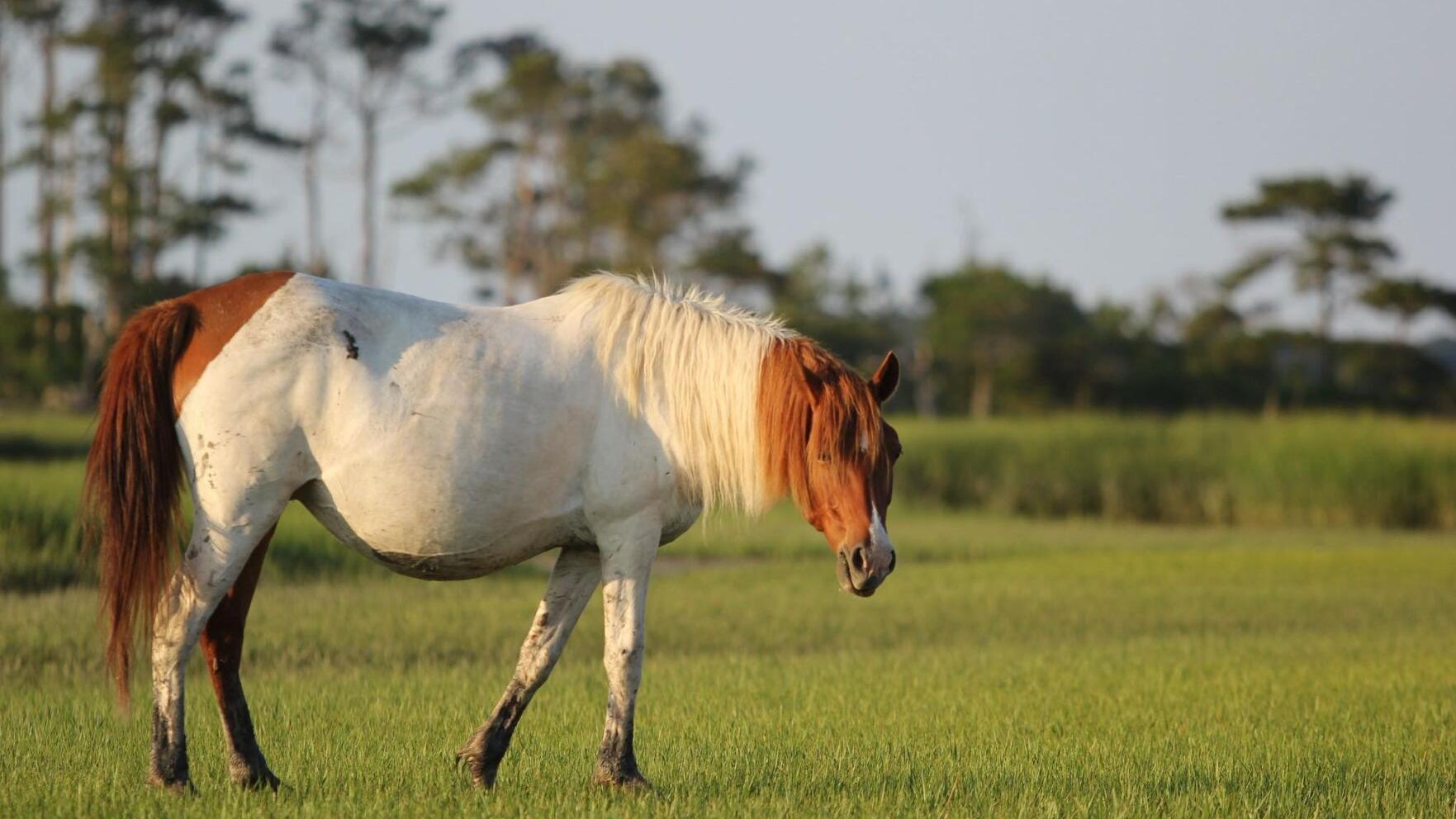 Salt water toxicity suspected in mysterious Chincoteague pony ailments